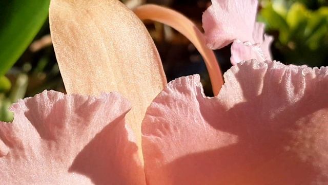 Цветение каттлеи Rlc George King 'Serendipity' смотреть онлайн