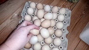 Инкубационное яйцо почтой. Никому не советую.