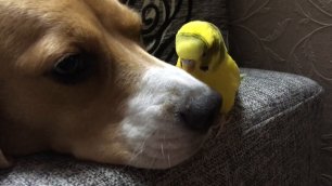 Попугай и собака