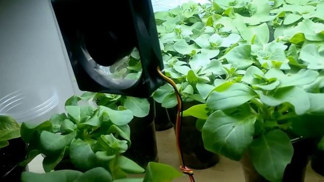 1001 Петуния, толи ещё будет! (часть вторая) смотреть онлайн