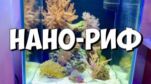 Продам нано-риф | Морской аквариум