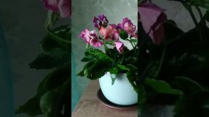 Анютины глазки из холодного фарфора