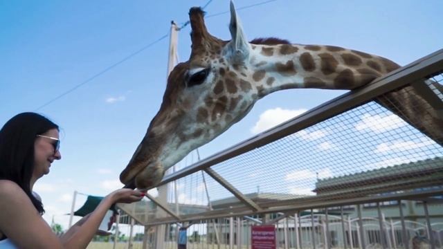 How tall is a Giraffe - Giraffe Height смотреть онлайн