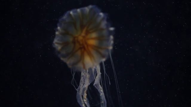 Медуза - это планктон? Как содержать медуз дома смотреть онлайн