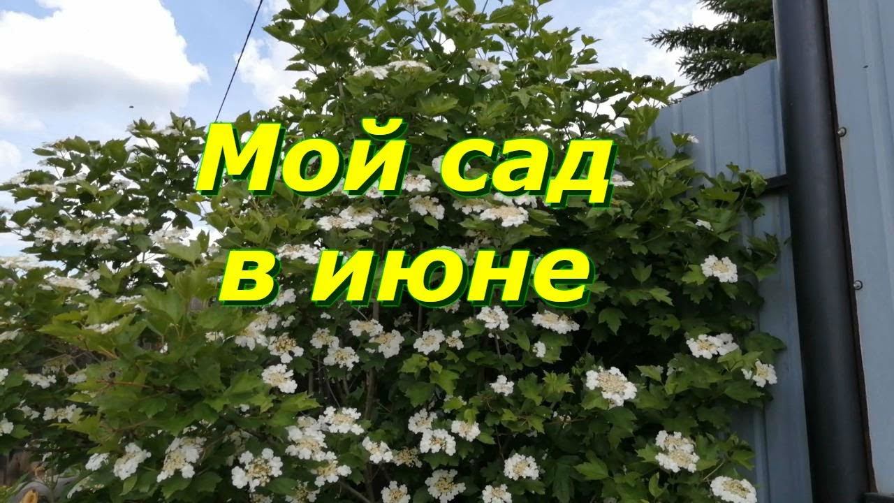 Обзор моего сада в июне 2020 года