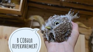 Кидаюсь живой совой через всю комнату! Сыч Лучик ревнует меня к мышам