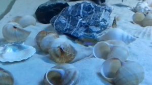 Аквариум 1000 литров. Цихлиды.