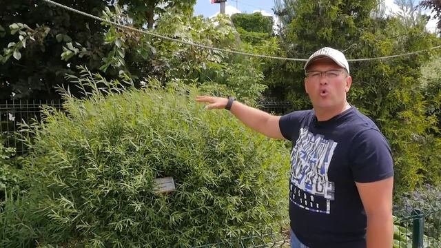 русроза8