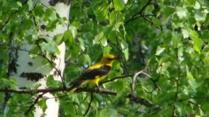 В этой роще берёзовой