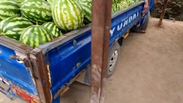 Кызыл-Кыя / Дарбыз коон оптом баалары / Дарбыз сезон эми күчөдү смотреть онлайн