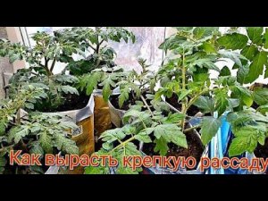 Как вырастить крепкую рассаду с толстым стволом.Чудо-средства не нужны.СЕКРЕТЫ ВЫРАЩИВАНИЯ.