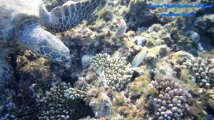 Большая морская черепаха обедает Залив Макади