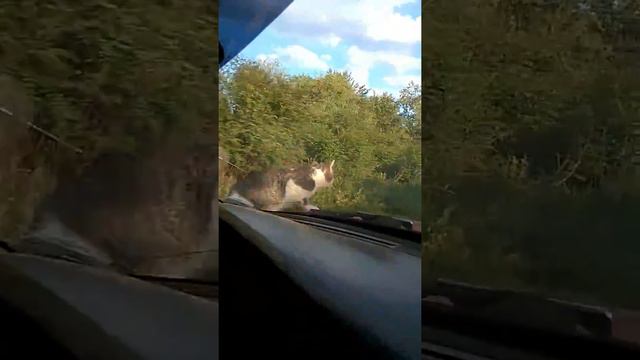 Мой кот едет на дачу. смотреть онлайн