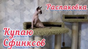 Купаю сфинксов Марса и Луну/Распаковка посылки для котят/Кошкин дом