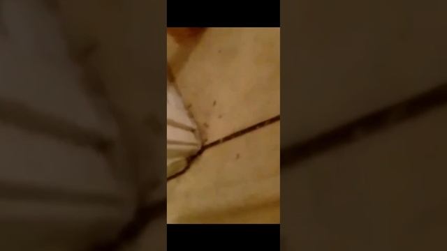 Кемерово Прошло 2 часа после обработки!!! Оставить заявку. На обработку 8-900-058-59-39 смотреть онлайн