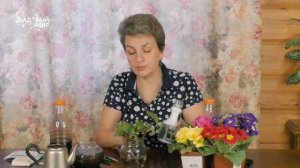 Самый простой способ размножения винограда из черенков