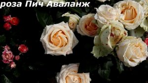 Цветут обильно и ярко все лето - роза Пич Аваланж и роза Фаер Флеш.