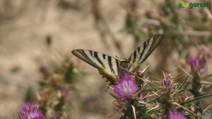 Iphiclides fehishamelii – Chupaleches