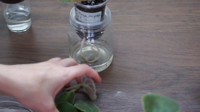 Пасынки на фиалке (сенполии):когда удалить,когда оставить? смотреть онлайн