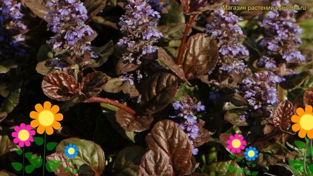 Живучка ползучая Браун Хетс. Краткий обзор, описание характеристик ajuga reptans braunherz Braunher смотреть онлайн