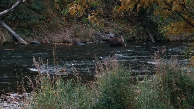 АЛЯСКА - БОЛЬШОЕ ПУТЕШЕСТВИЕ (АНОНС)