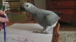 Дрессировка попугая Жако (Лили)