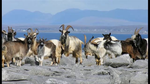The Burren - Ireland смотреть онлайн