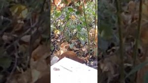 Такса Ника поймала крысу.