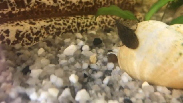 Самец тигровый, самка простой чёрный анциструс, итог : смотреть онлайн