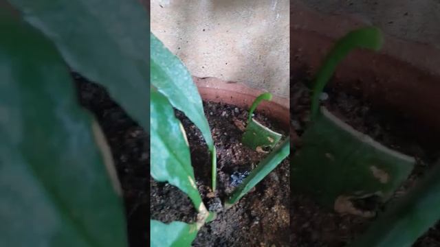 Epiphyllum Oxypetalum | New Growth From Cutting