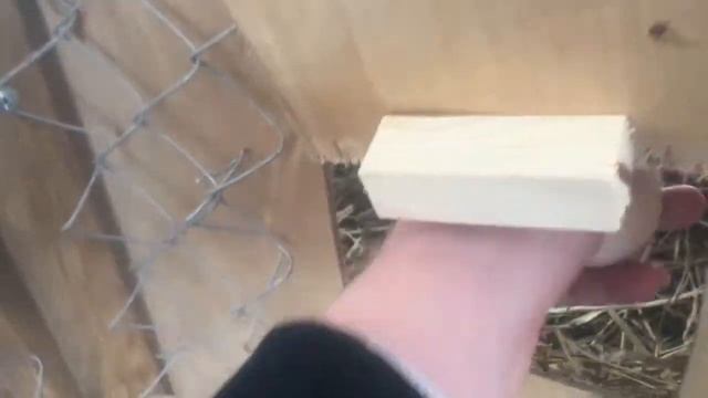Как устранить расклев яиц курами