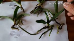 Орхидеи: ринхостилис гигантея и ванда в керамике спустя неделю. Часть 3