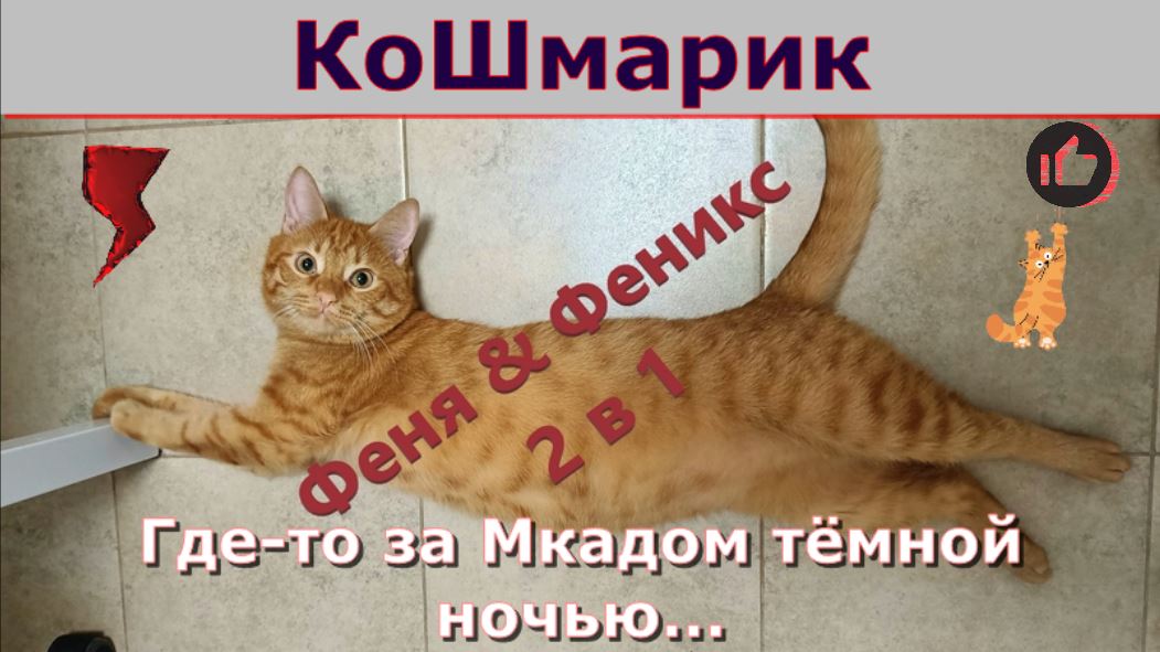 КоШмарик. Где-то за МКАДом тёмной ночью... Кот Феня и Феникс