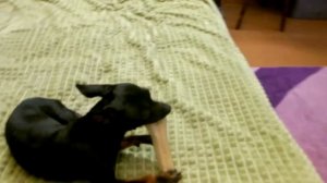 карликовый пинчер с косточкой,из жизни карликового пинчера.