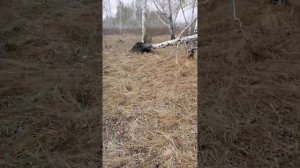 #поиск рогов лося#, 2-ой череп лося за сезон.#