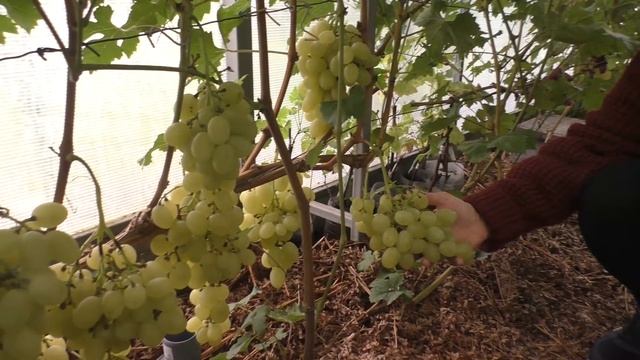 Лучезарный - зеленый крупноплодный столовый виноград смотреть онлайн