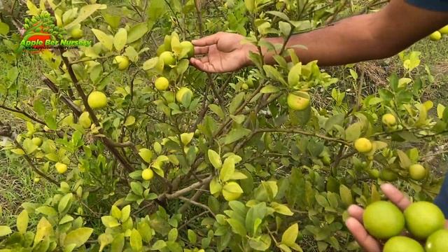 कागज़ी निम्बू की खेती || Kagzi Barahmasi Lemon Farming смотреть онлайн