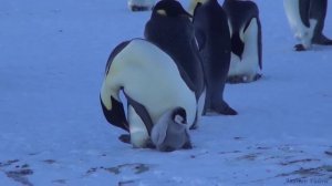 Императорские пингвины