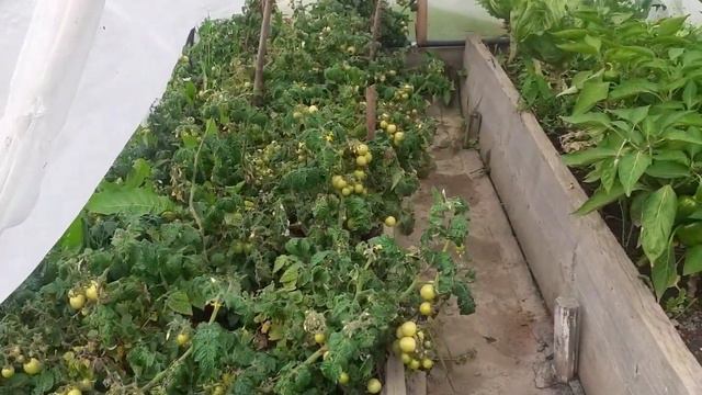 Обзор дачного участка 🏡 05.09.2020г. смотреть онлайн