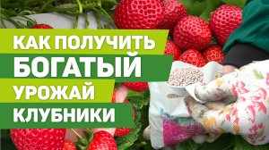 СЕКРЕТЫ ПОСАДКИ И ПОДКОРМОК КЛУБНИКИ. Простые действия  - богатый урожай