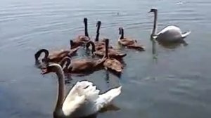 Яновское водохранилище.