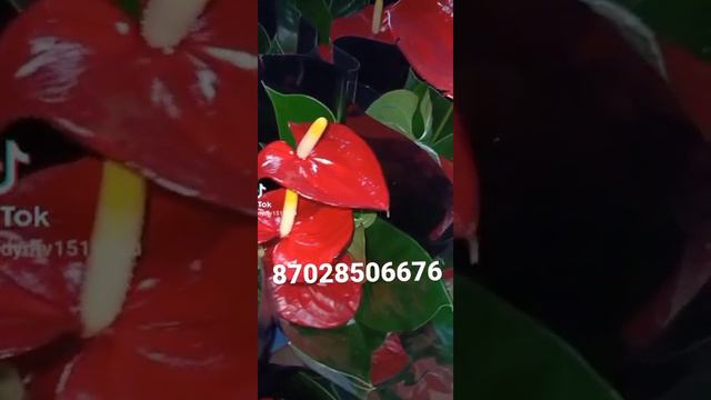 ЦВЕТЫ КОМНАТНЫЕ ПОДАРОЧНЫЕ 87782839899. 87028506676