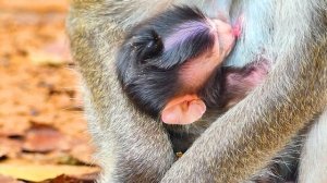 What is happening on the newly baby monkey ? Monkey Viola really exhausted after giving birth.