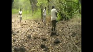 Прогулка со львами. Маврикий.