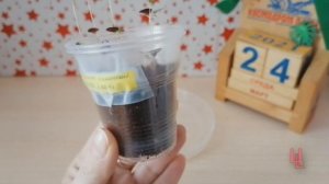 что-то пошло не так - эвкалипт лимонный из семян