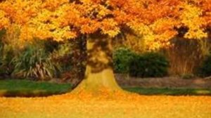 Осень пришла