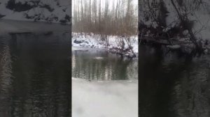 Выращивание Форели в Природных условиях