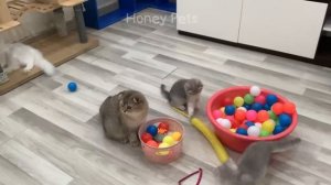 You Laugh You Lose ? Funniest Animals 2023 ?? Part 12