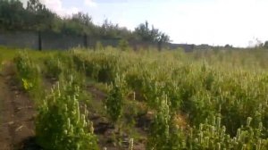 Выращивание лофанта тибетского ( часть 2)