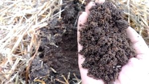 Эффективность биогумуса с результатом. Для выращивания разных культур. Даже при низких температурах